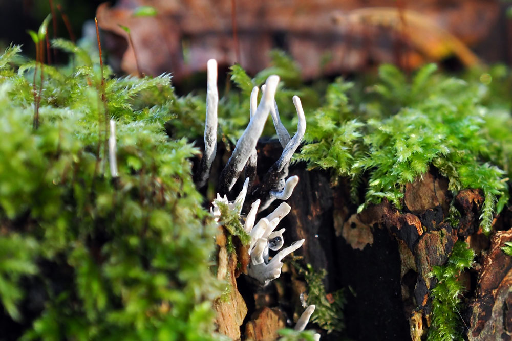 Frank Deden Natuurfotografie