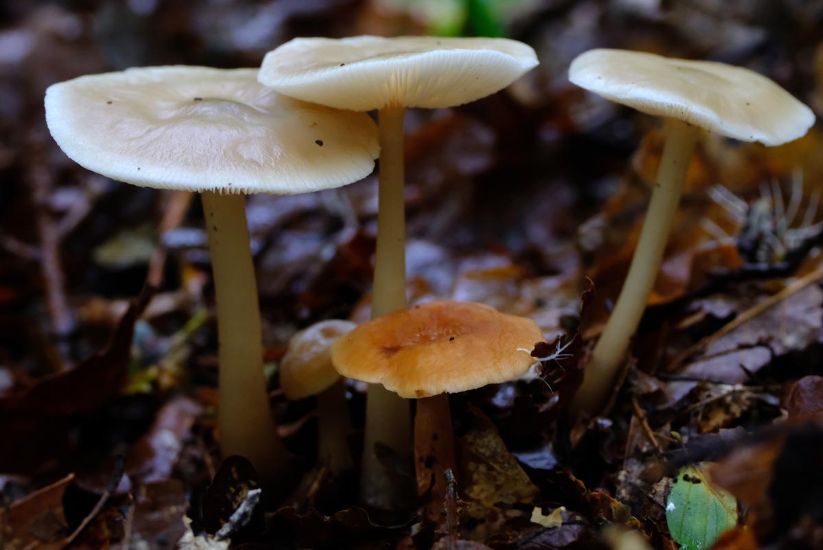 Frank Deden Natuurfotografie