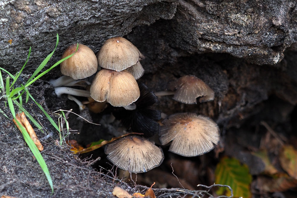 Frank Deden Natuurfotografie