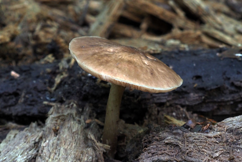 Frank Deden Natuurfotografie