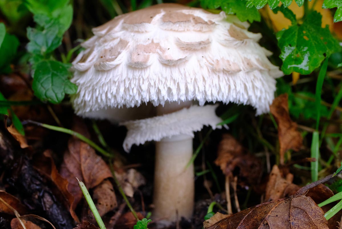 Frank Deden Natuurfotografie