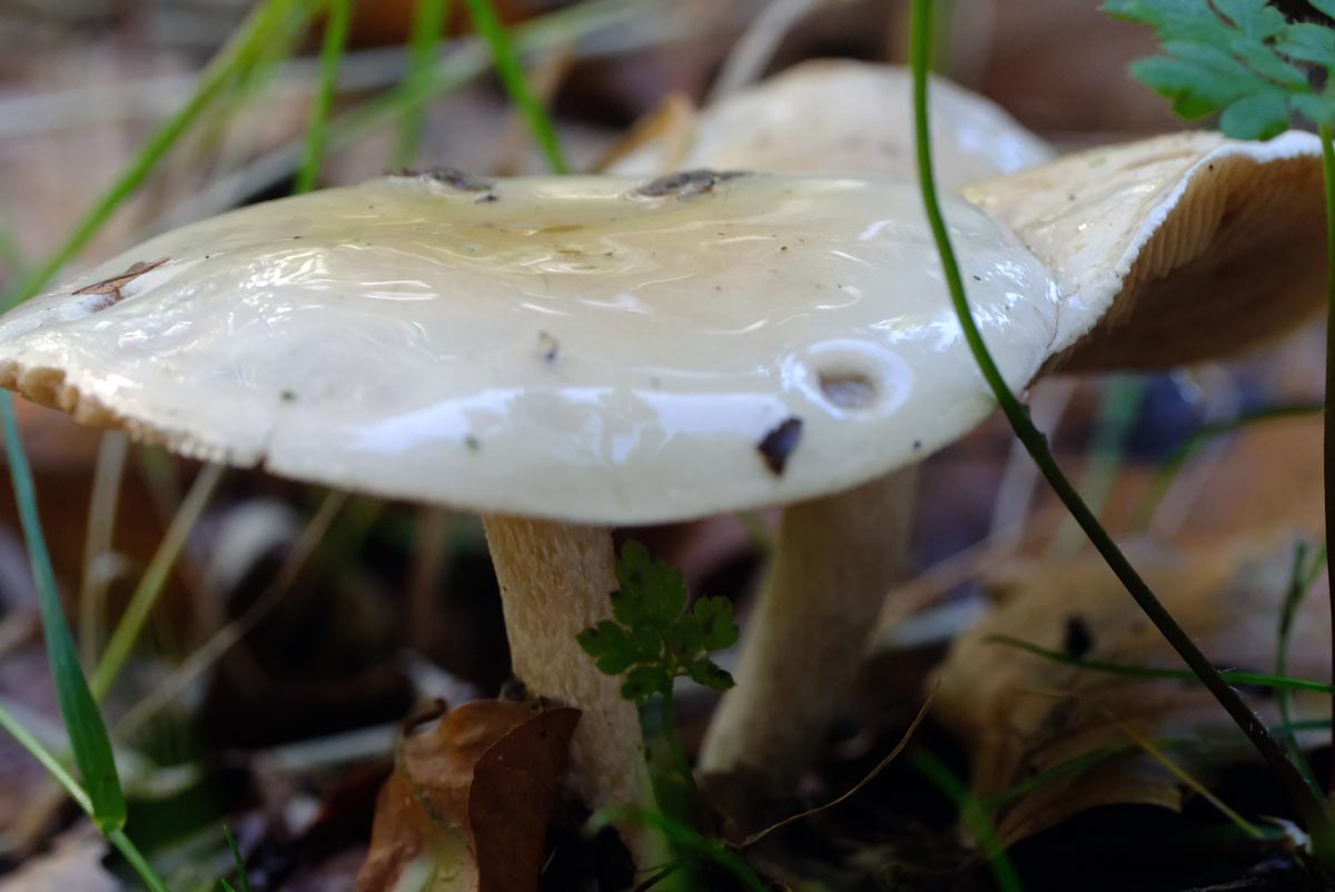 Frank Deden Natuurfotografie