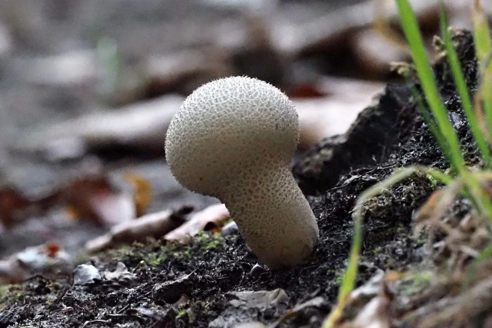 Frank Deden Natuurfotografie