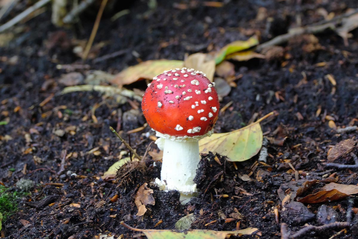 Frank Deden Natuurfotografie