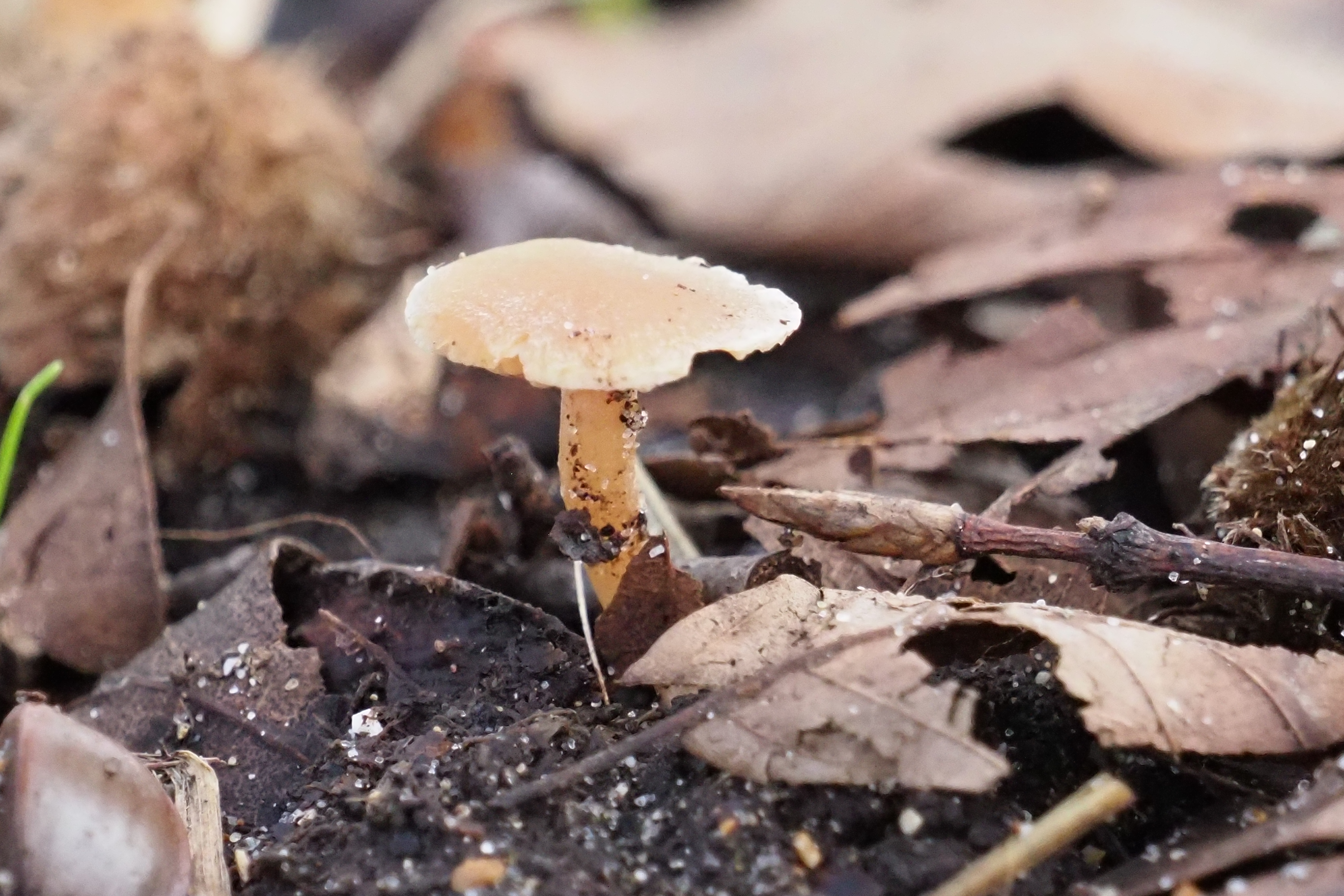 Frank Deden Natuurfotografie