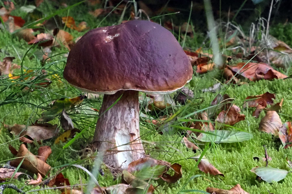 Frank Deden Natuurfotografie