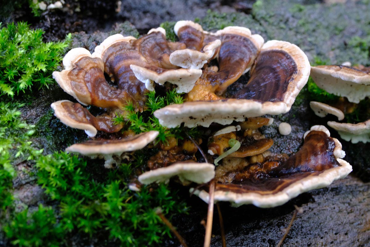 Frank Deden Natuurfotografie