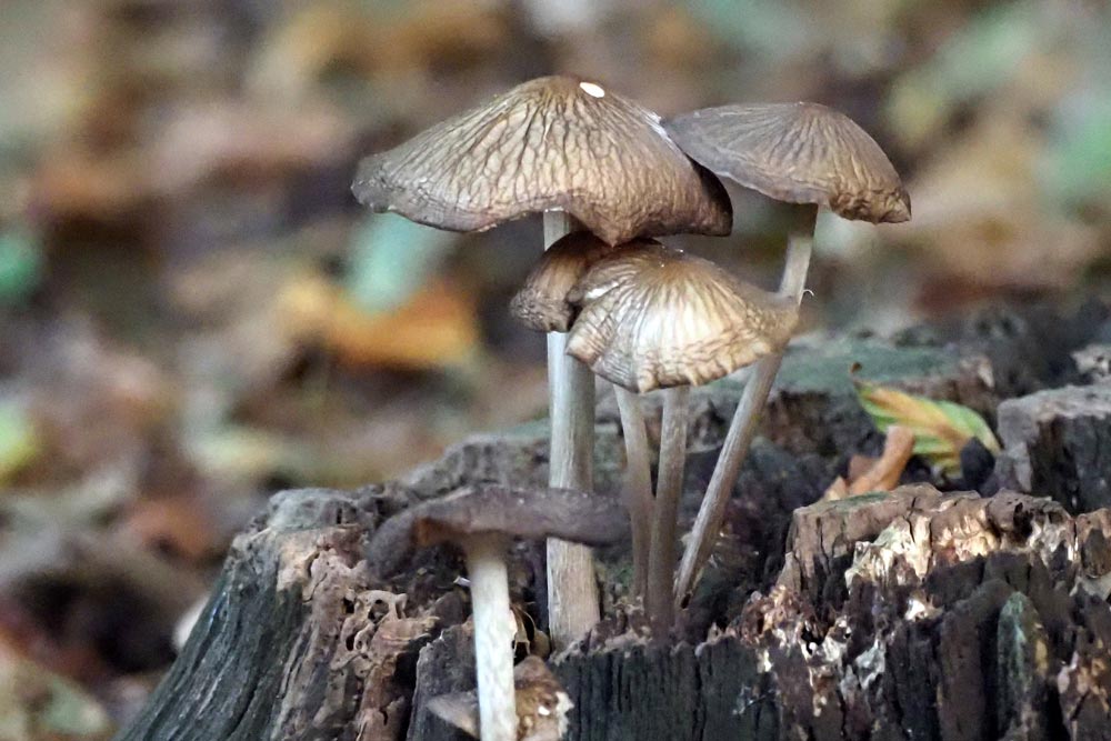 Frank Deden Natuurfotografie