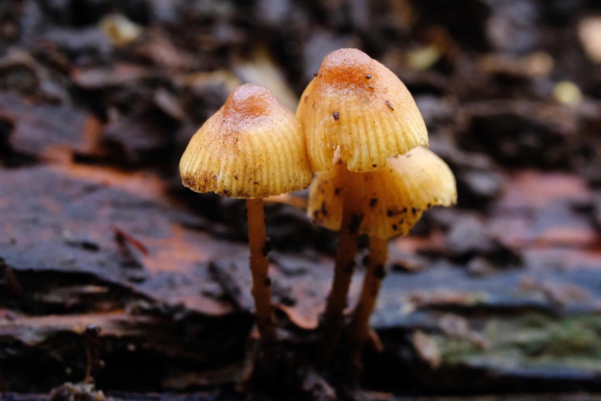 Frank Deden Natuurfotografie