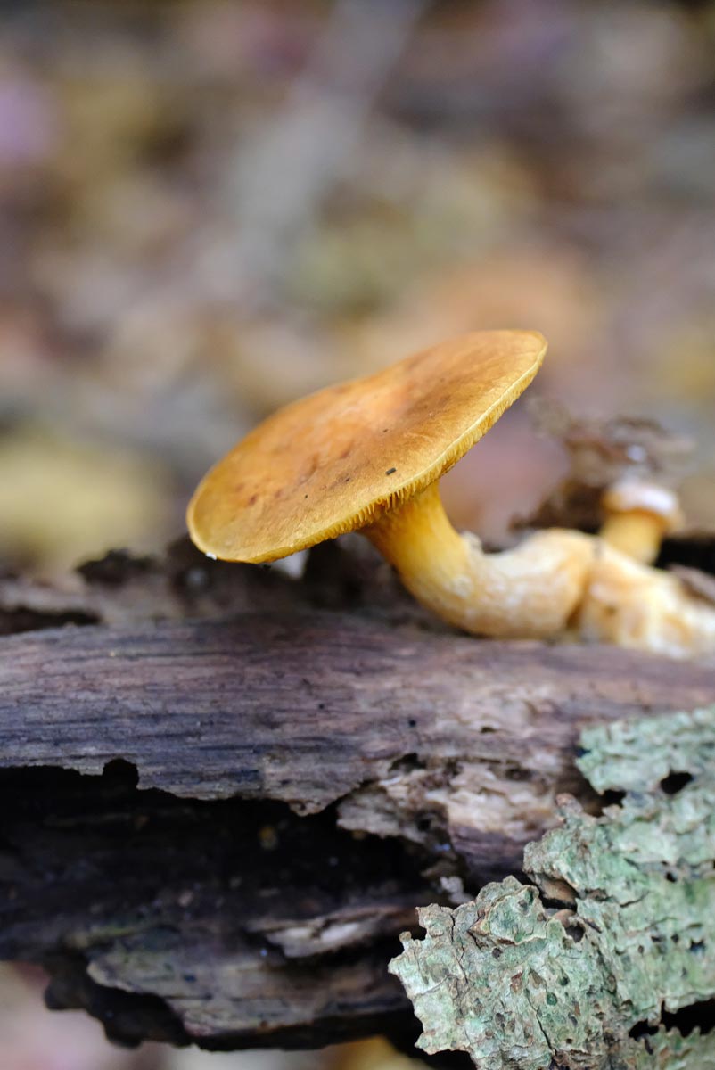 Frank Deden Natuurfotografie