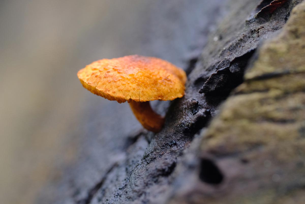 Frank Deden Natuurfotografie