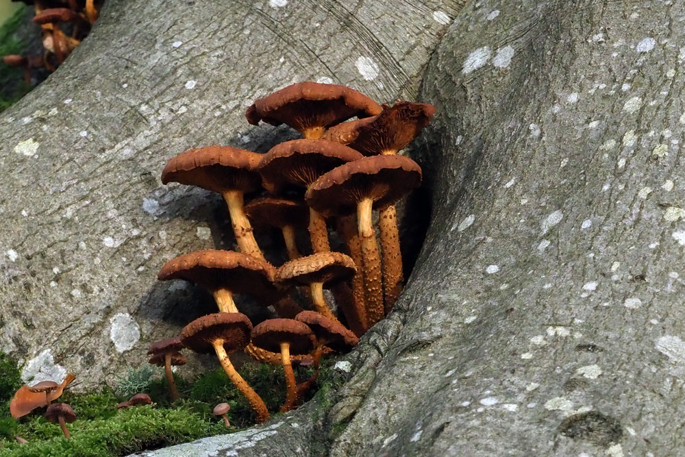 Frank Deden Natuurfotografie