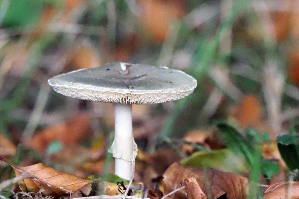 Frank Deden Natuurfotografie