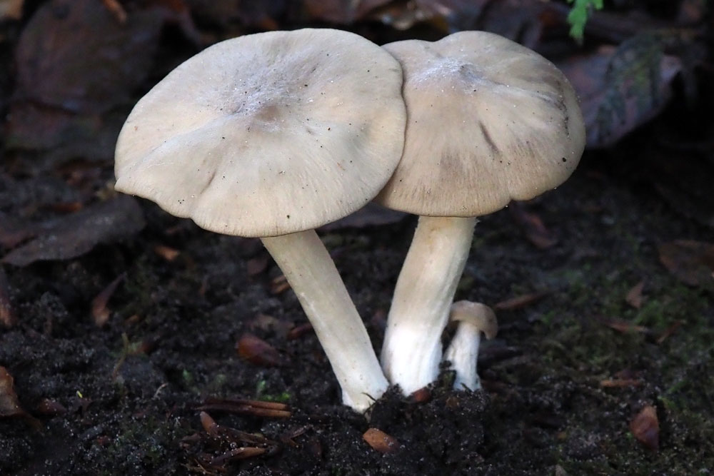 Frank Deden Natuurfotografie