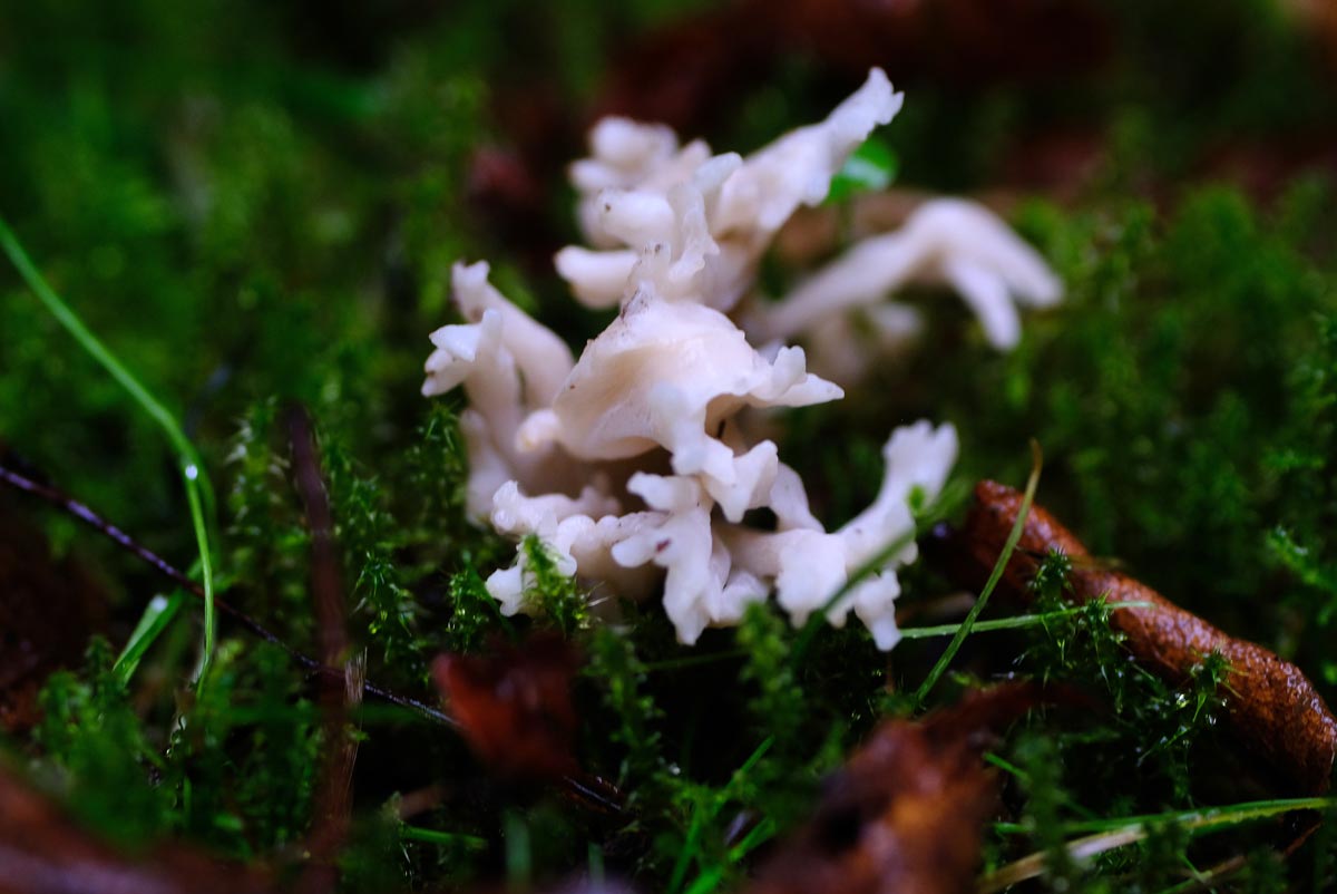 Frank Deden Natuurfotografie