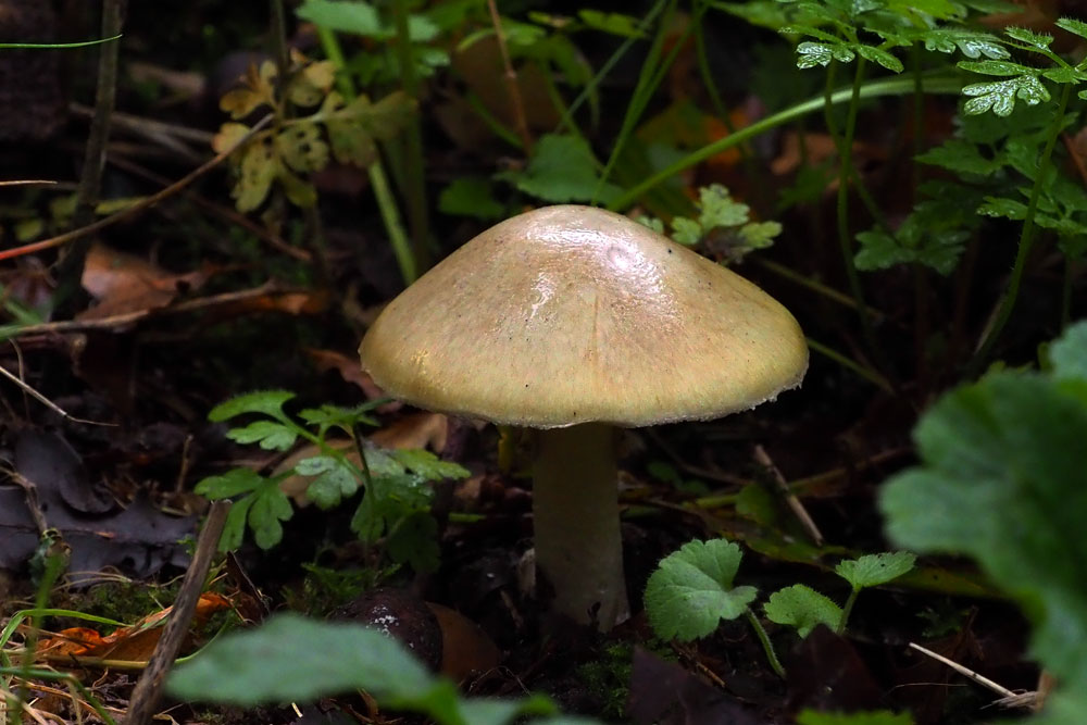 Frank Deden Natuurfotografie