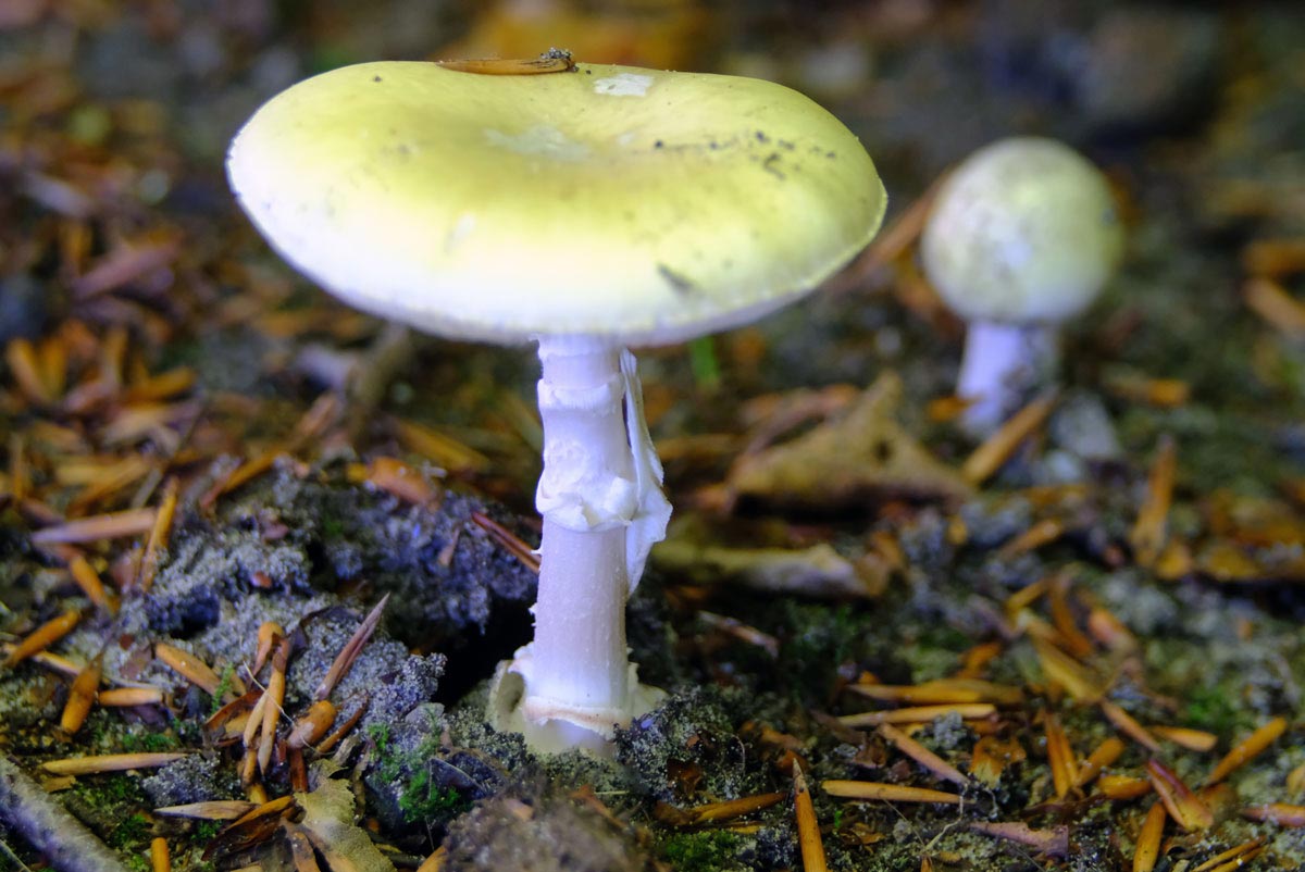 Frank Deden Natuurfotografie