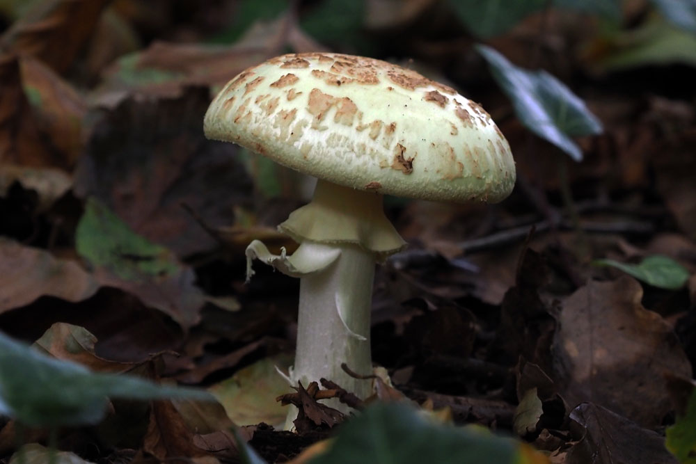 Frank Deden Natuurfotografie