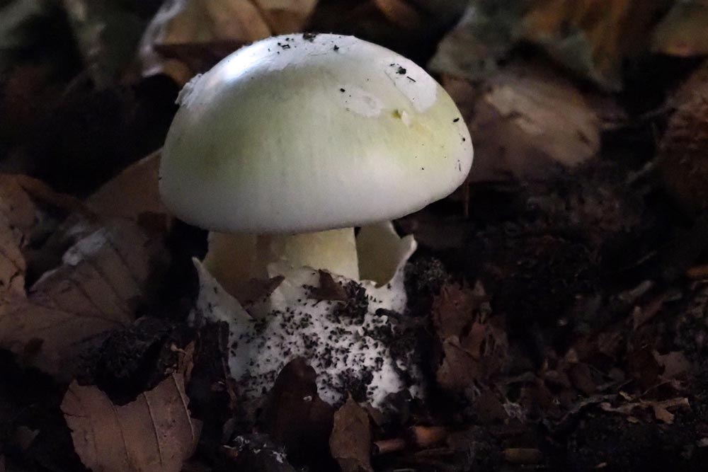 Frank Deden Natuurfotografie