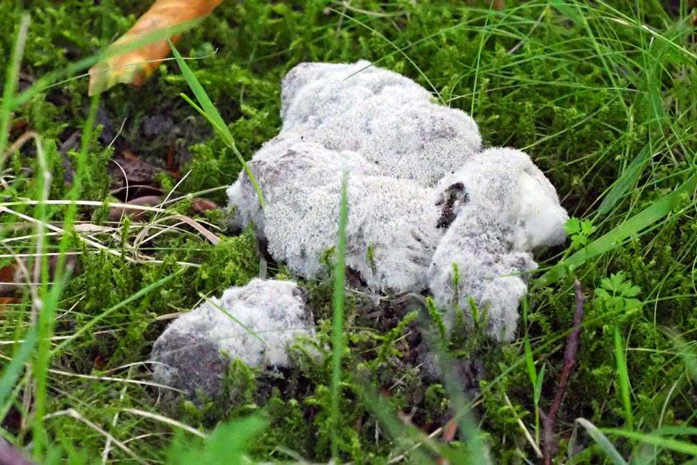 Frank Deden Natuurfotografie