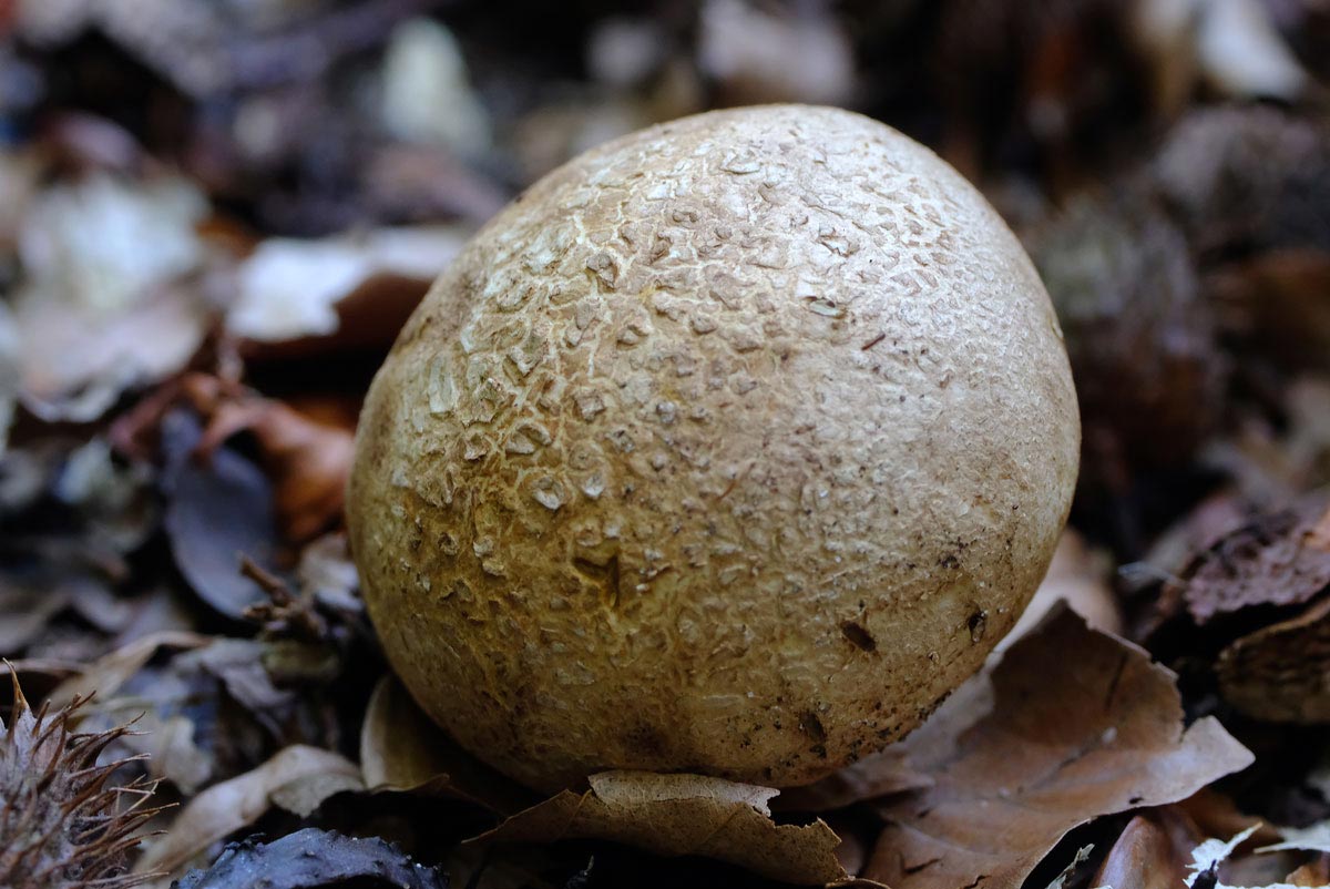 Frank Deden Natuurfotografie