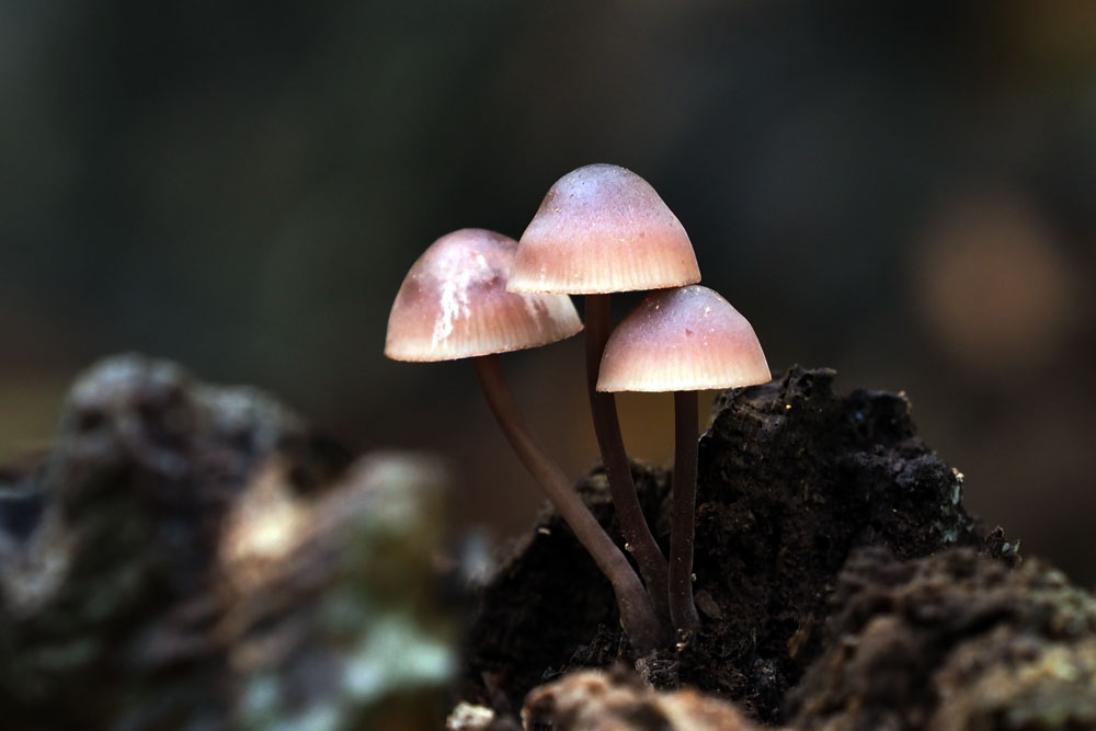 Frank Deden Natuurfotografie