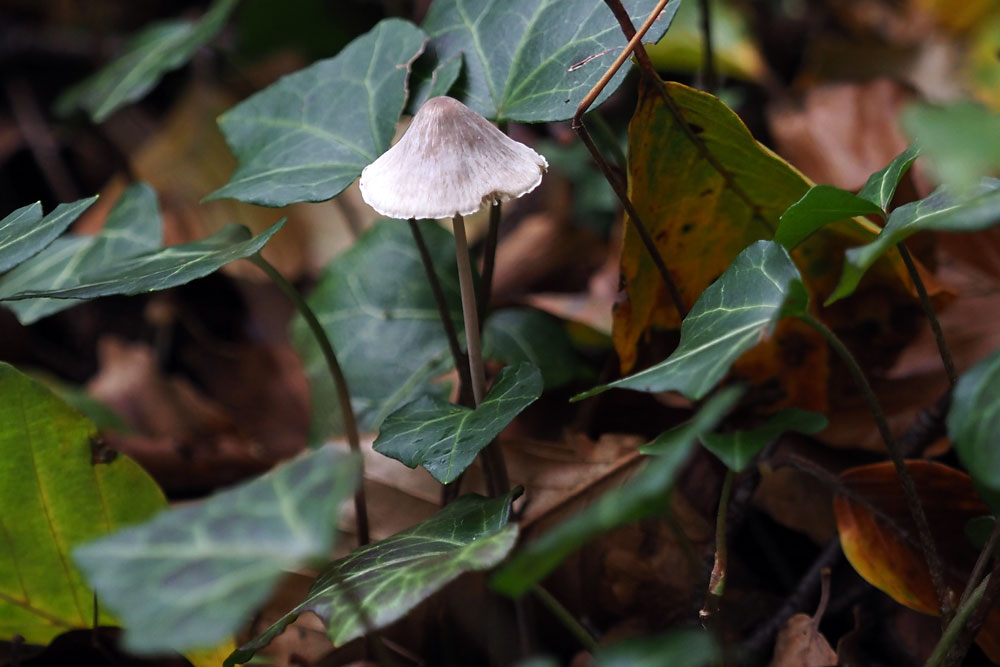 Frank Deden Natuurfotografie