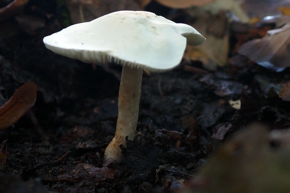 Frank Deden Natuurfotografie