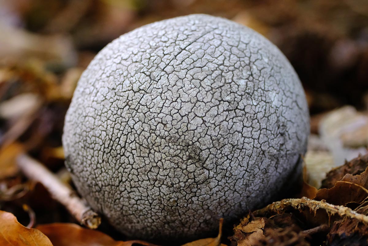 Frank Deden Natuurfotografie