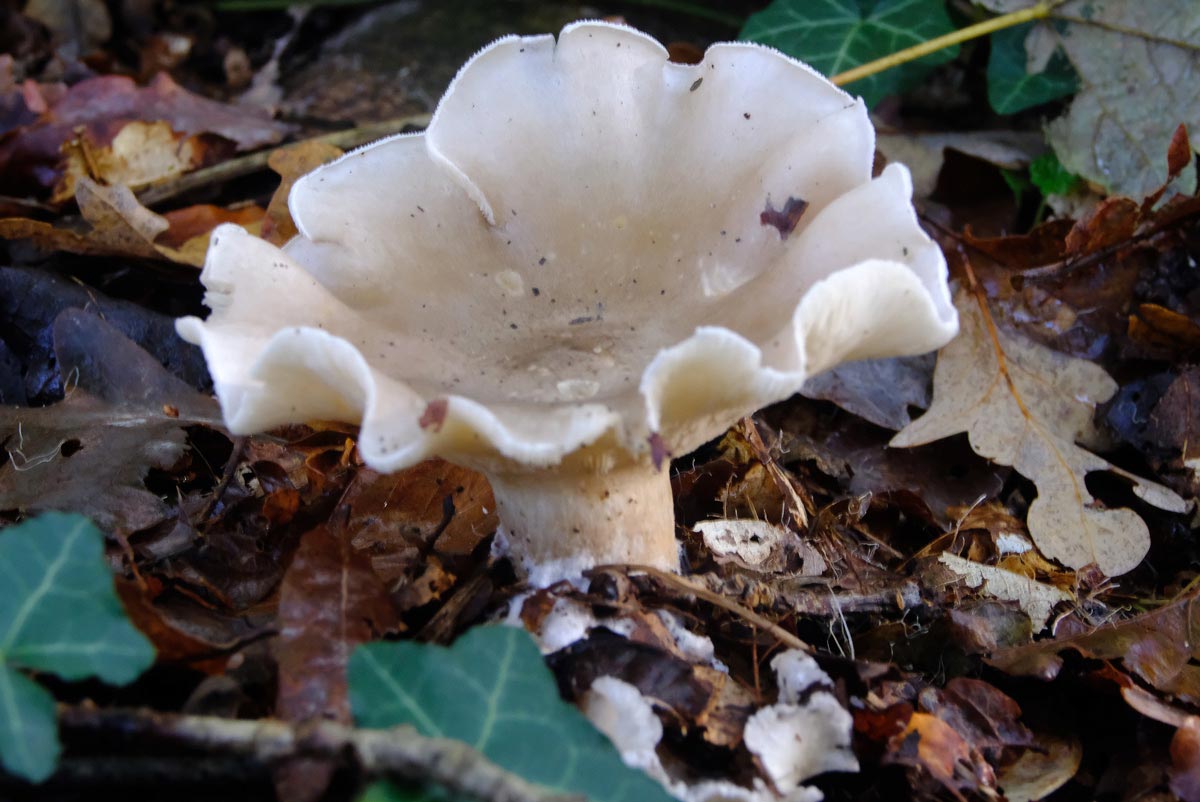 Frank Deden Natuurfotografie