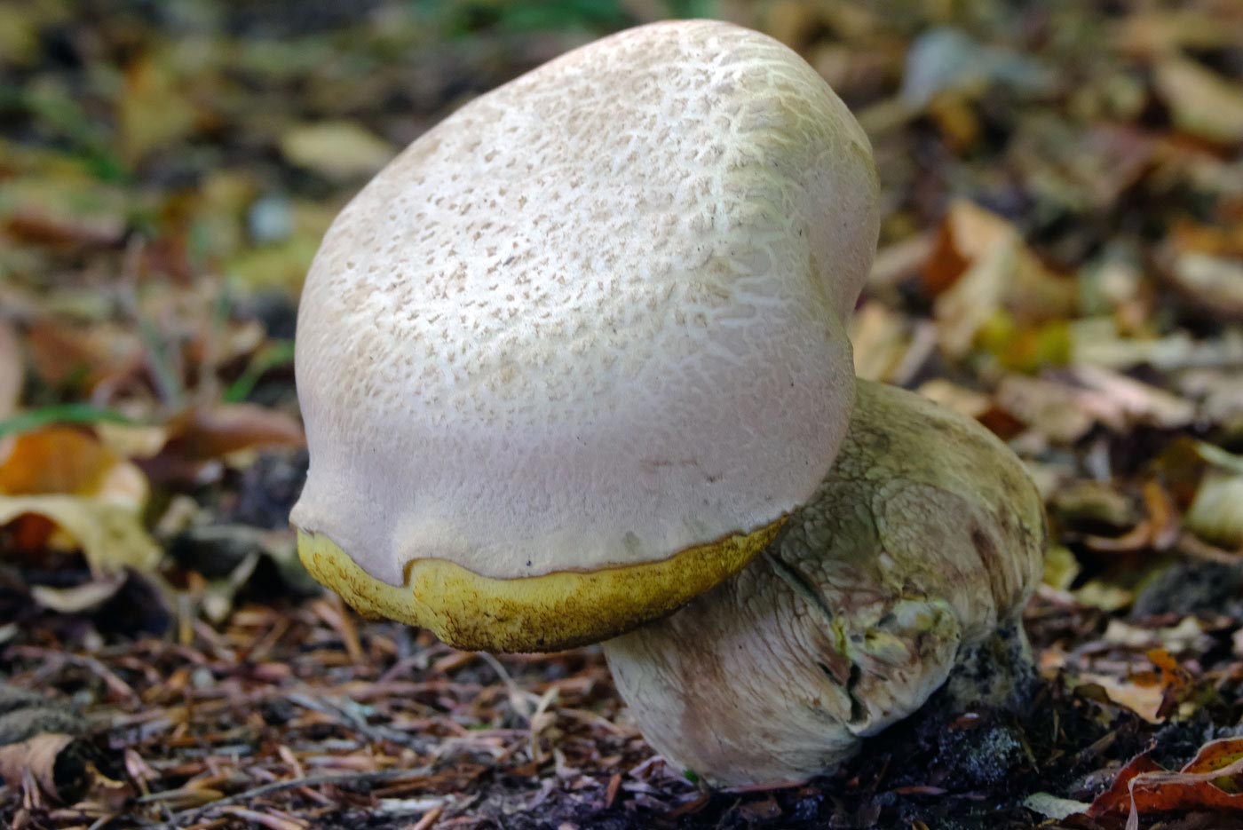 Frank Deden Natuurfotografie