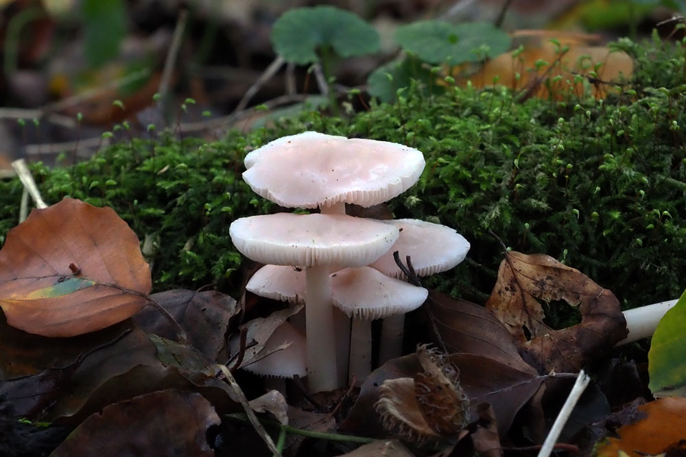 Frank Deden Natuurfotografie