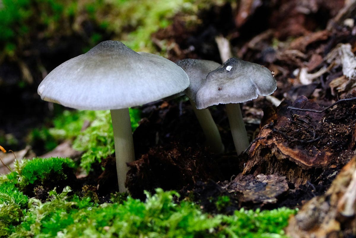 Frank Deden Natuurfotografie