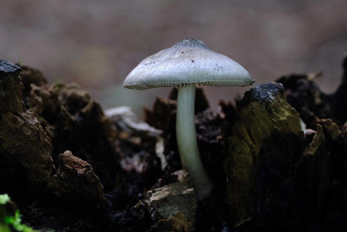 Frank Deden Natuurfotografie