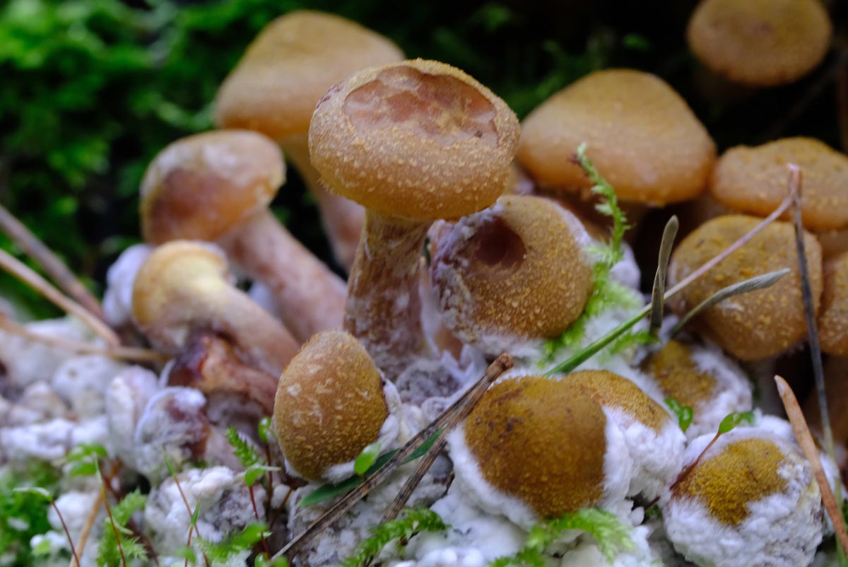 Frank Deden Natuurfotografie