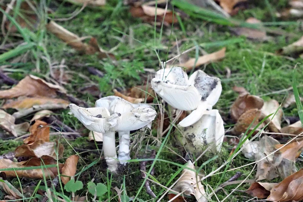 Frank Deden Natuurfotografie