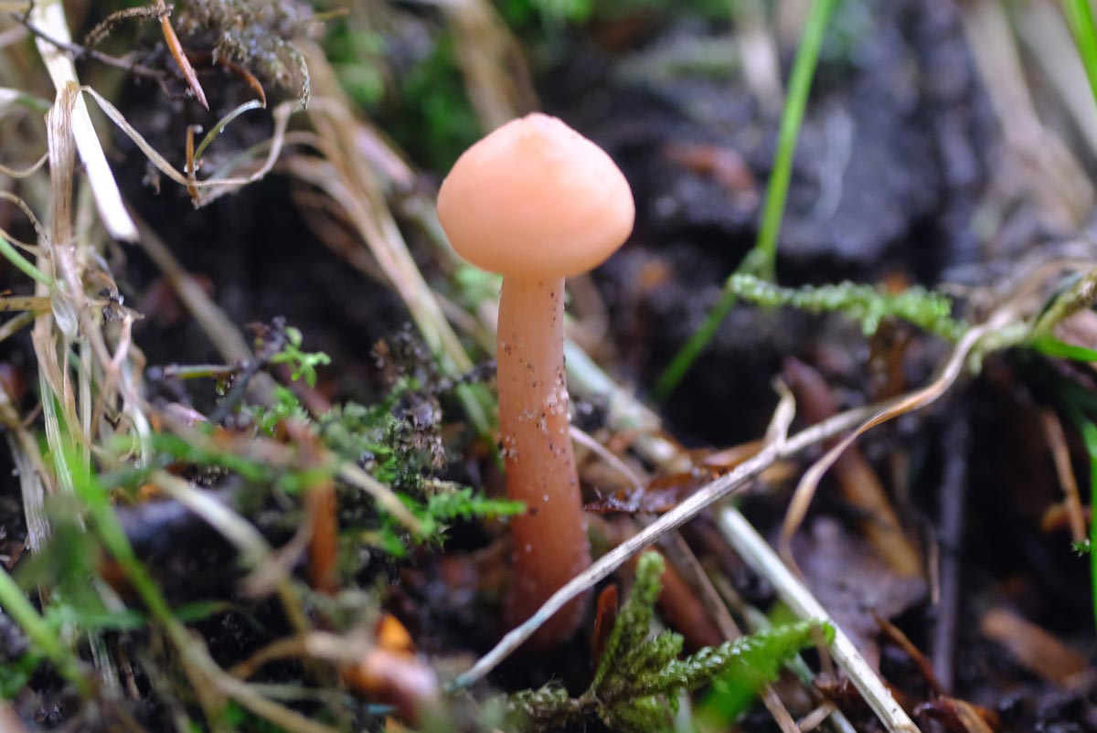 Frank Deden Natuurfotografie