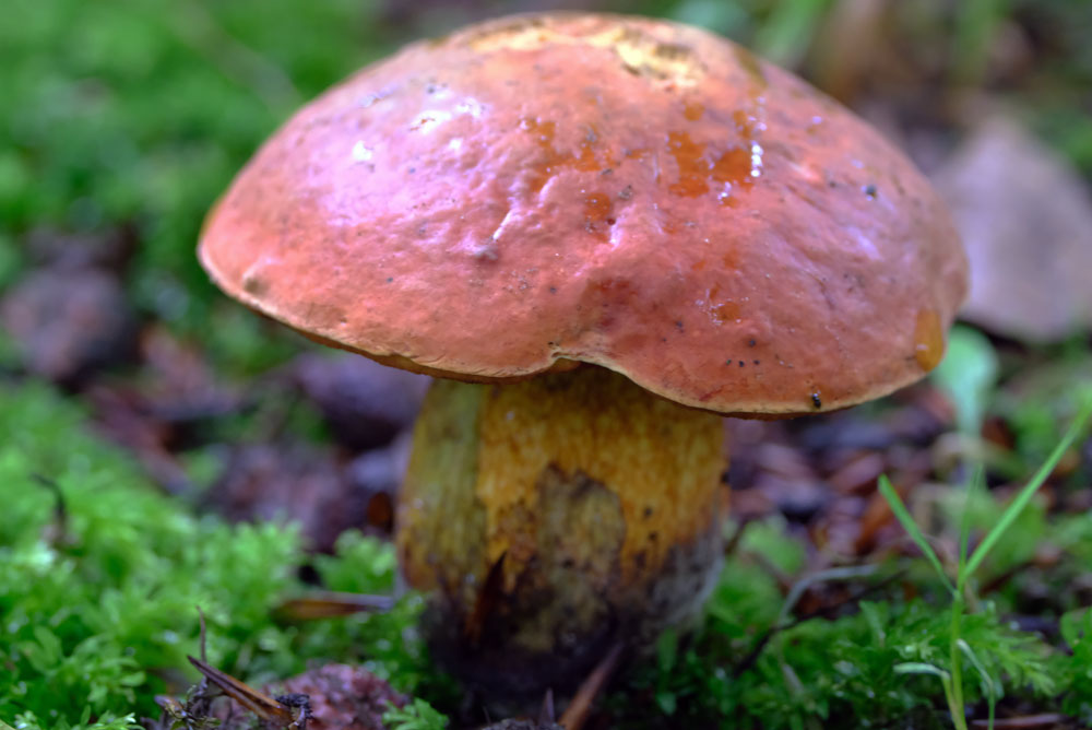 Frank Deden Natuurfotografie