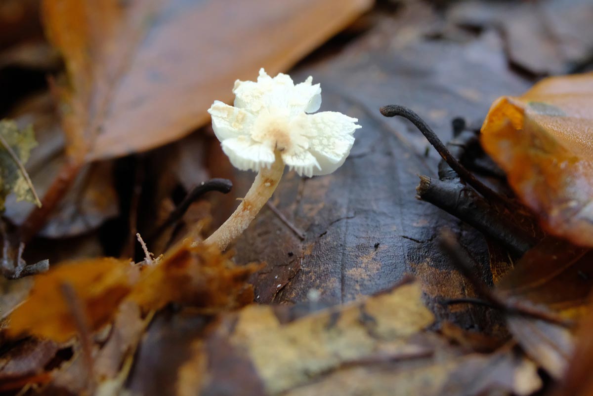 Frank Deden Natuurfotografie