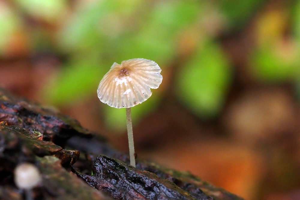 Frank Deden Natuurfotografie