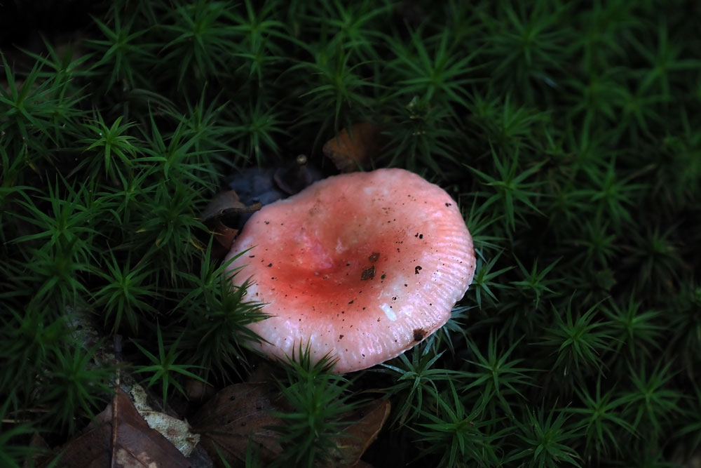 Frank Deden Natuurfotografie