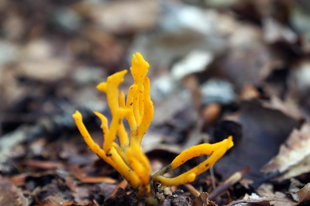 Frank Deden Natuurfotografie