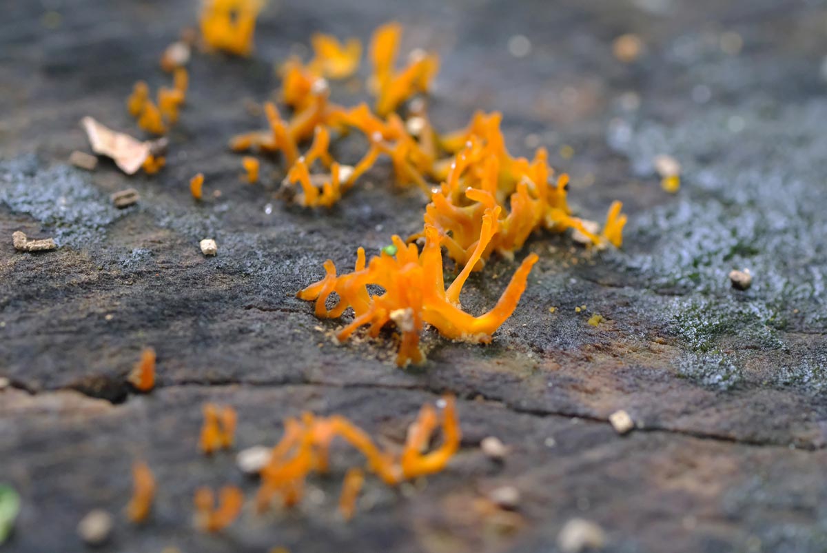 Frank Deden Natuurfotografie