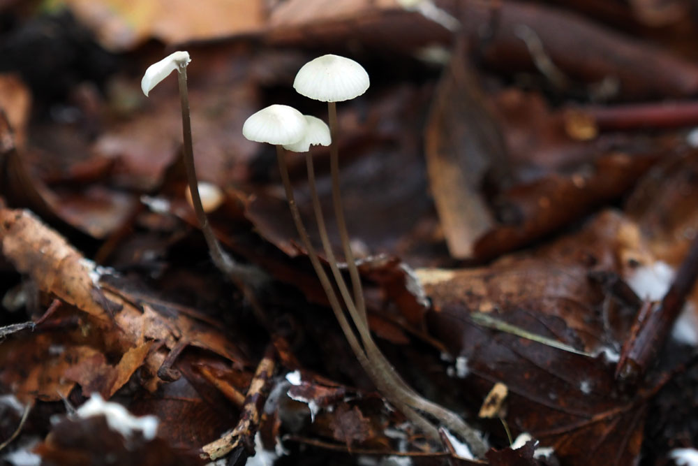 Frank Deden Natuurfotografie