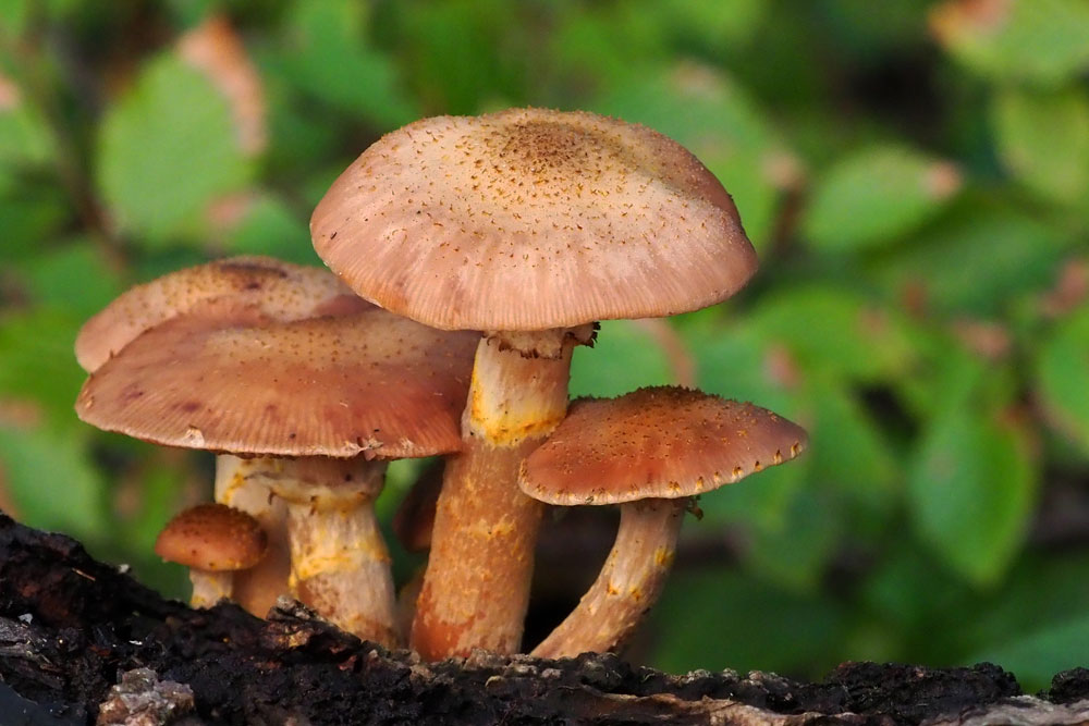 Frank Deden Natuurfotografie