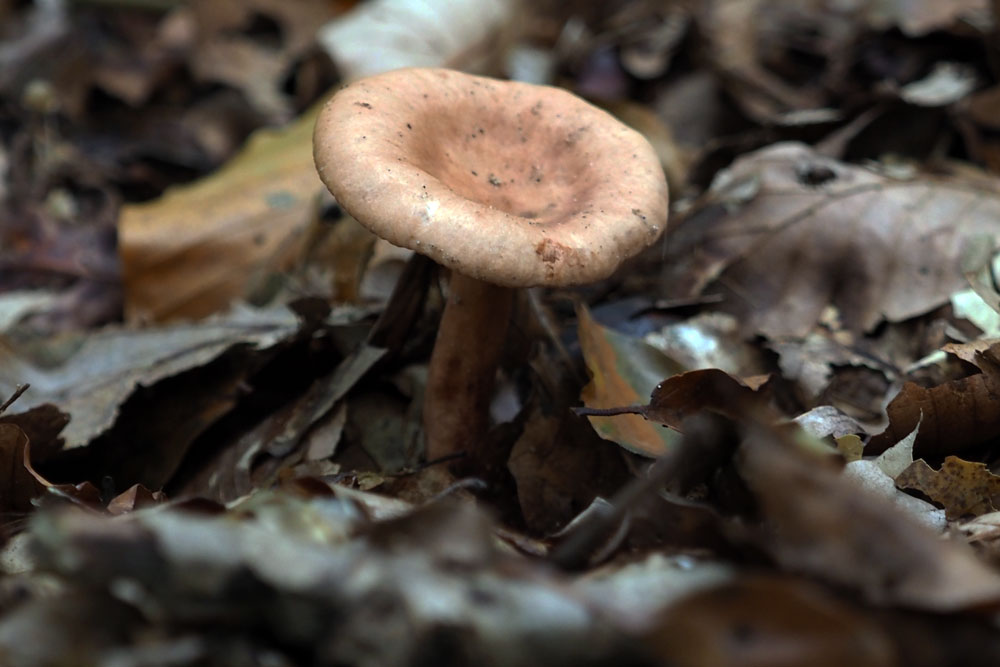 Frank Deden Natuurfotografie