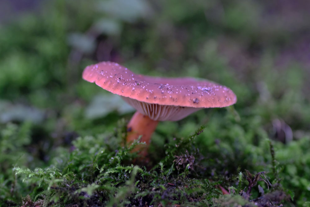 Frank Deden Natuurfotografie