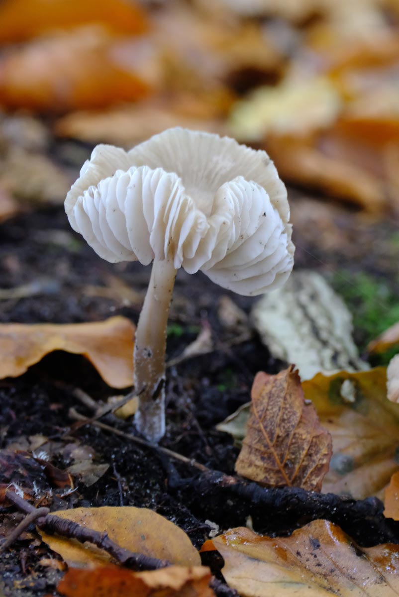 Frank Deden Natuurfotografie