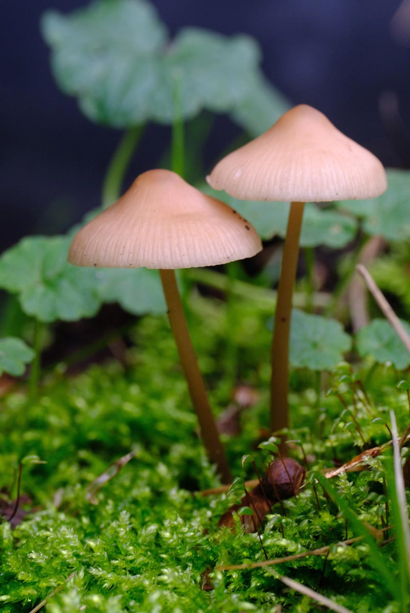 Frank Deden Natuurfotografie