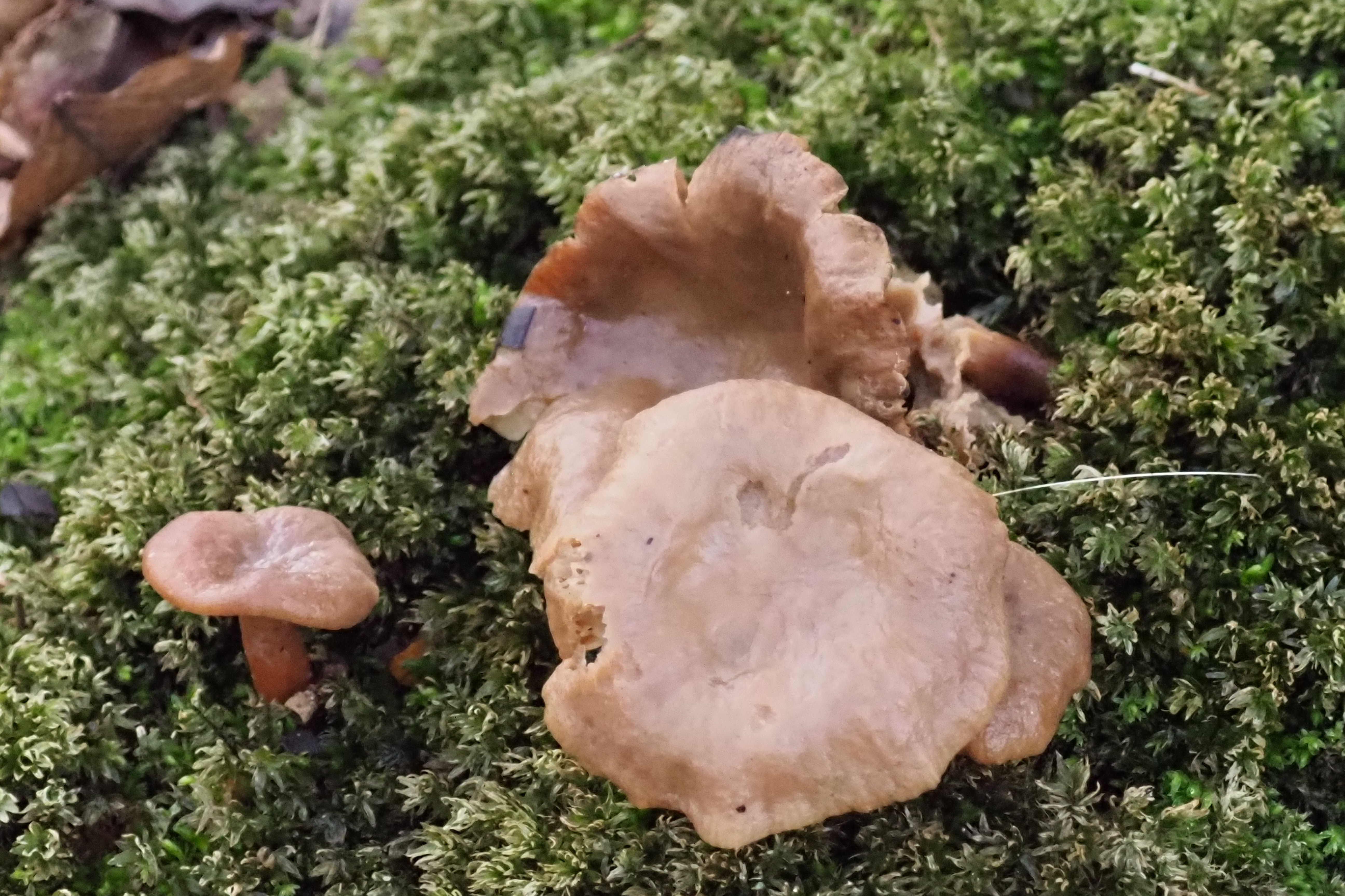 Frank Deden Natuurfotografie